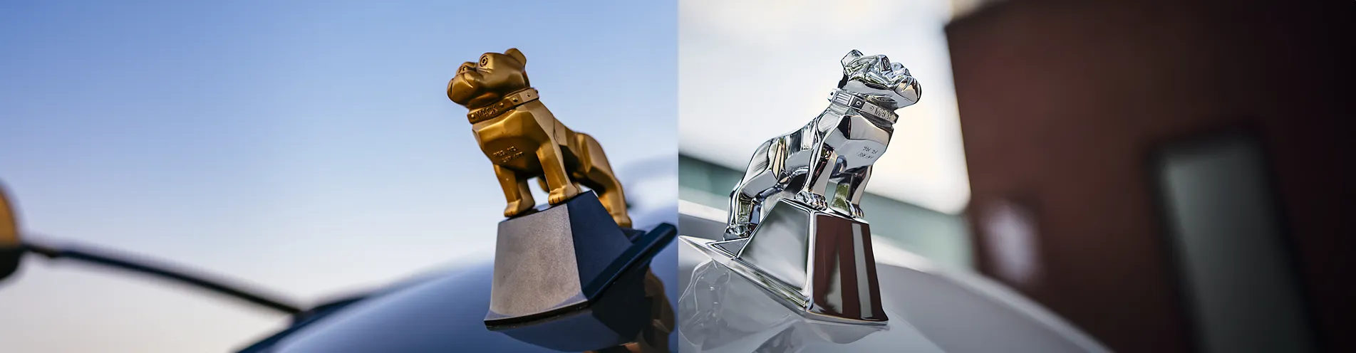 Diferencias entre el bulldog dorado y plateado de Mack